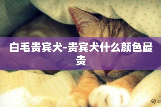 白毛贵宾犬-贵宾犬什么颜色最贵